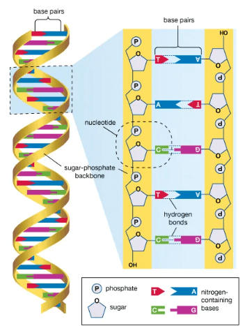 DNA Structure, Function, Types, and Its Discovery_5.1