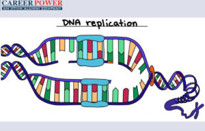 DNA replication