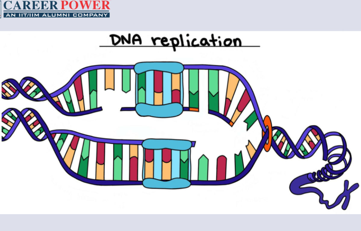 DNA Replication Process, Steps, Diagram, and Enzymes Involved_20.1