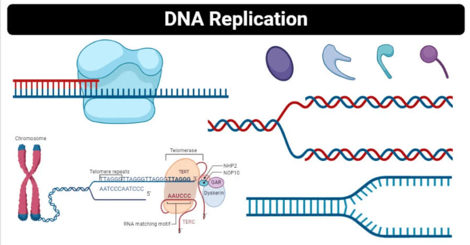 DNA Replication Process, Steps, Diagram, and Enzymes Involved_30.1