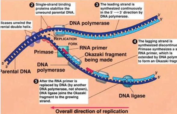 DNA Replication Process, Steps, Diagram, and Enzymes Involved_40.1