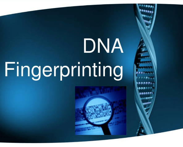 DNA Fingerprinting: Steps and Applications_3.1