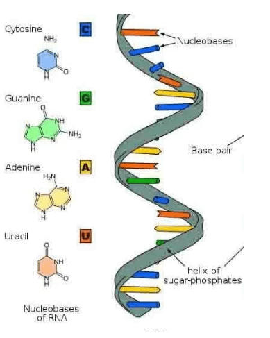 RNA Structure, Functions and Types