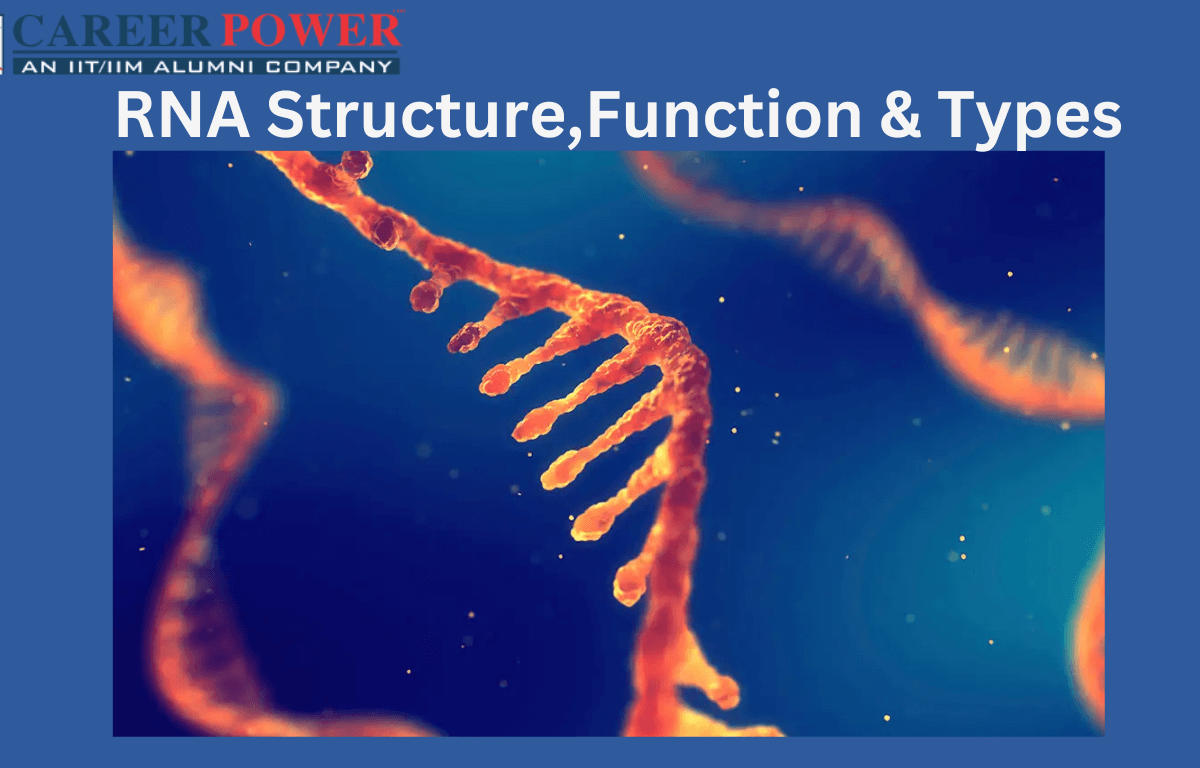 RNA Stucture, Function & Types