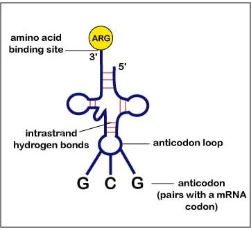 RNA Structure, Functions and Types_6.1