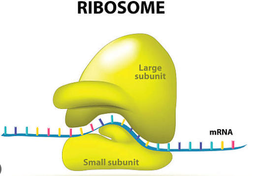 RNA Structure, Functions and Types_5.1