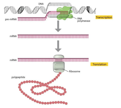 RNA Structure, Functions and Types_4.1