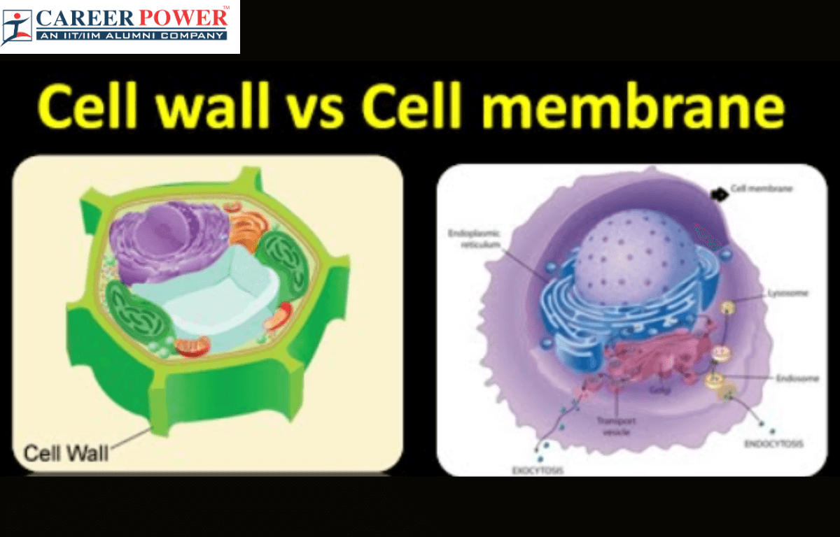 Difference between cell wall and cell membrane