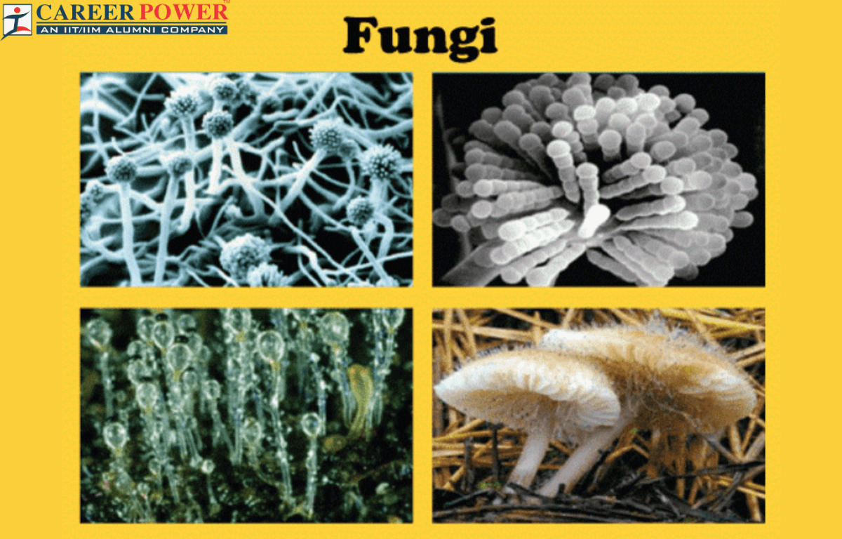 Fungi: Diagram, Classification, Characteristics and its Types_20.1