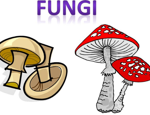Fungi: Diagram, Classification, Characteristics and its Types_30.1