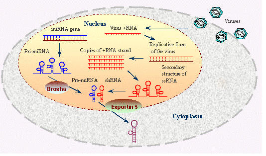 RNA Interference-Definition, Mechanism & Applications_4.1