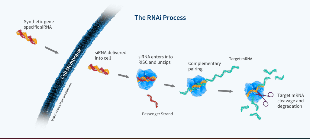 RNA Interference-Definition, Mechanism & Applications_3.1