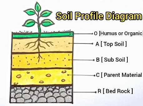 Soil Profile Definition Layers And Component Of Soil