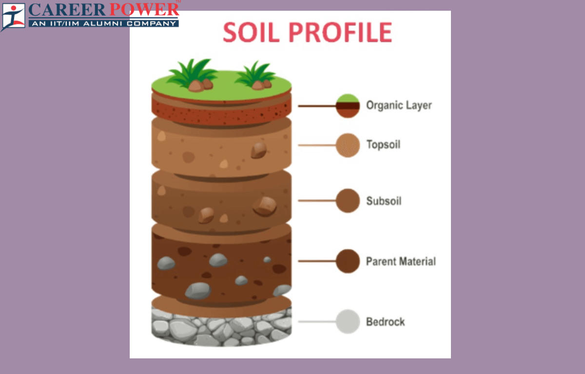 Soil Profile with Pencil Colour and Dry Pastels
