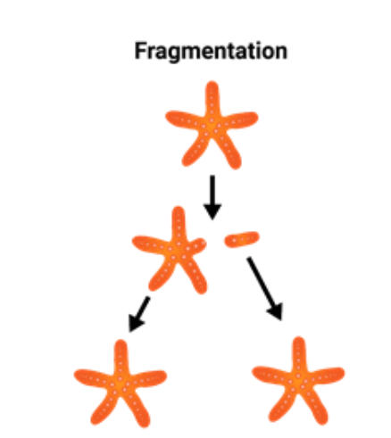 Difference Between Fragmentation and Regeneration_3.1