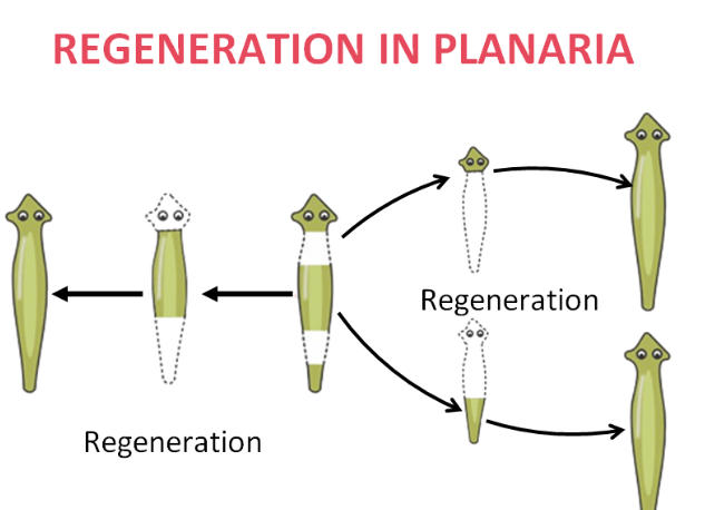 Difference Between Fragmentation and Regeneration_40.1