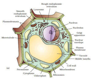 eukaryotic cells diagram