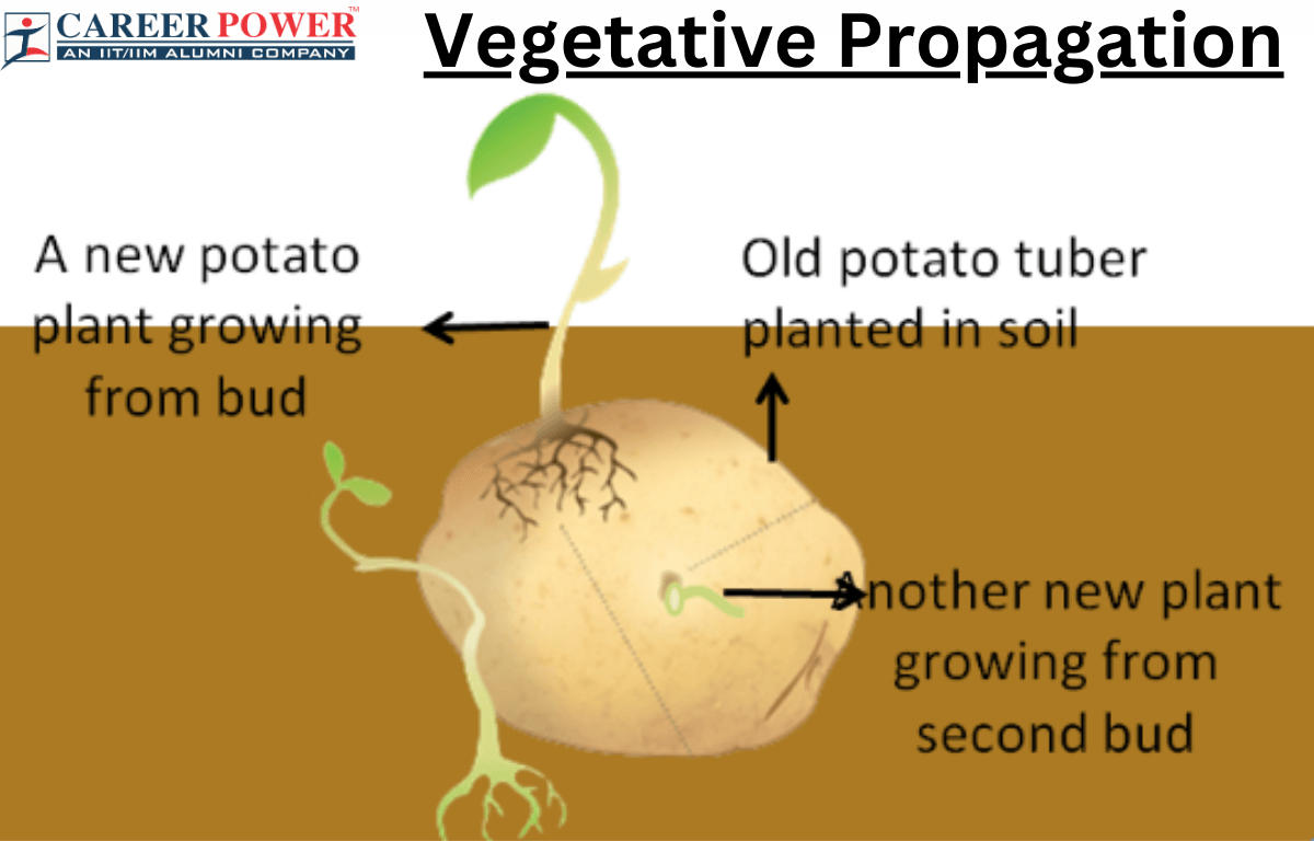 vegetative propagation