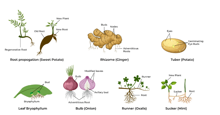 Vegetative Propagation: Definition, Diagram, Types and its Methods_5.1