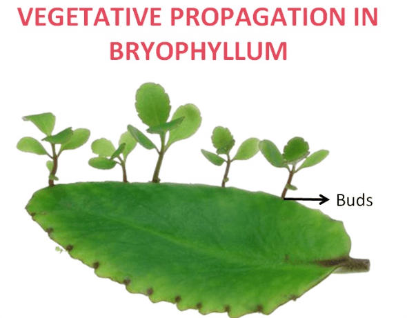 Vegetative Propagation: Definition, Diagram, Types and its Methods_3.1