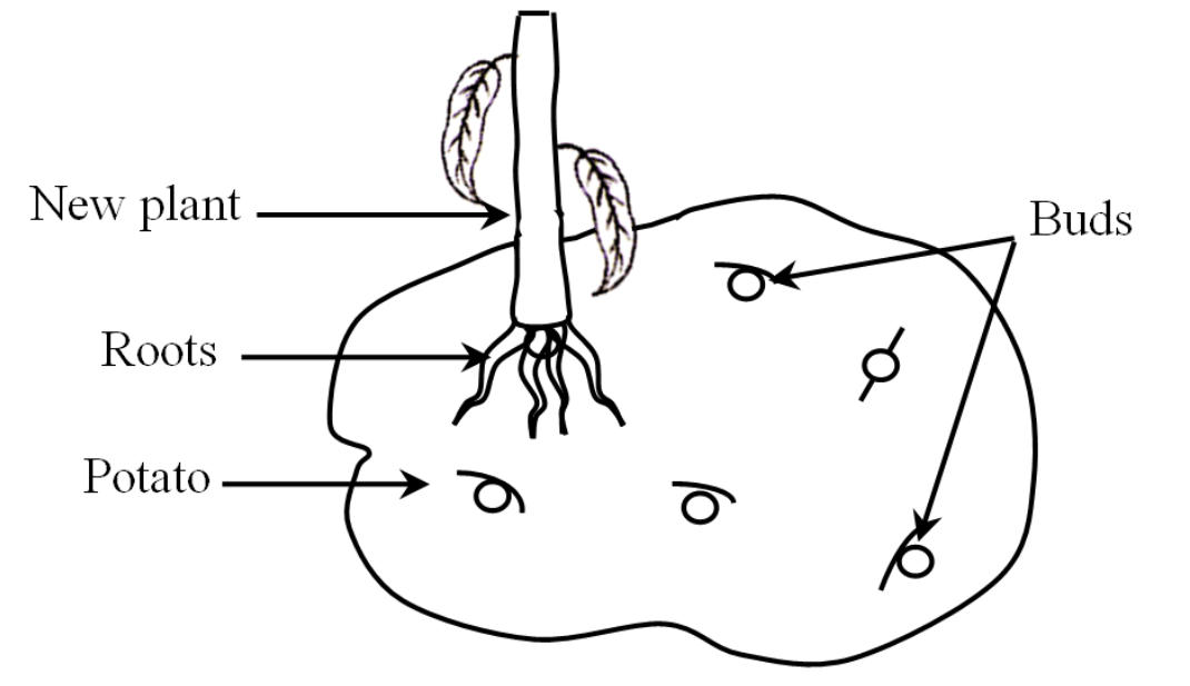 Vegetative Propagation: Definition, Diagram, Types and its Methods_4.1