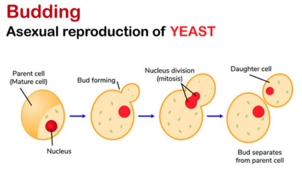 Budding: Definition, Process, and Examples (Hydra, Yeast)_4.1