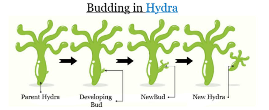Budding: Definition, Process, and Examples (Hydra, Yeast)_5.1