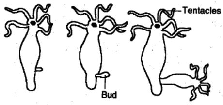 Budding: Definition, Process, and Examples (Hydra, Yeast)_3.1