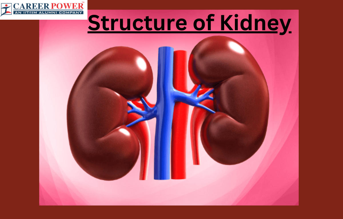 structure of Kidney