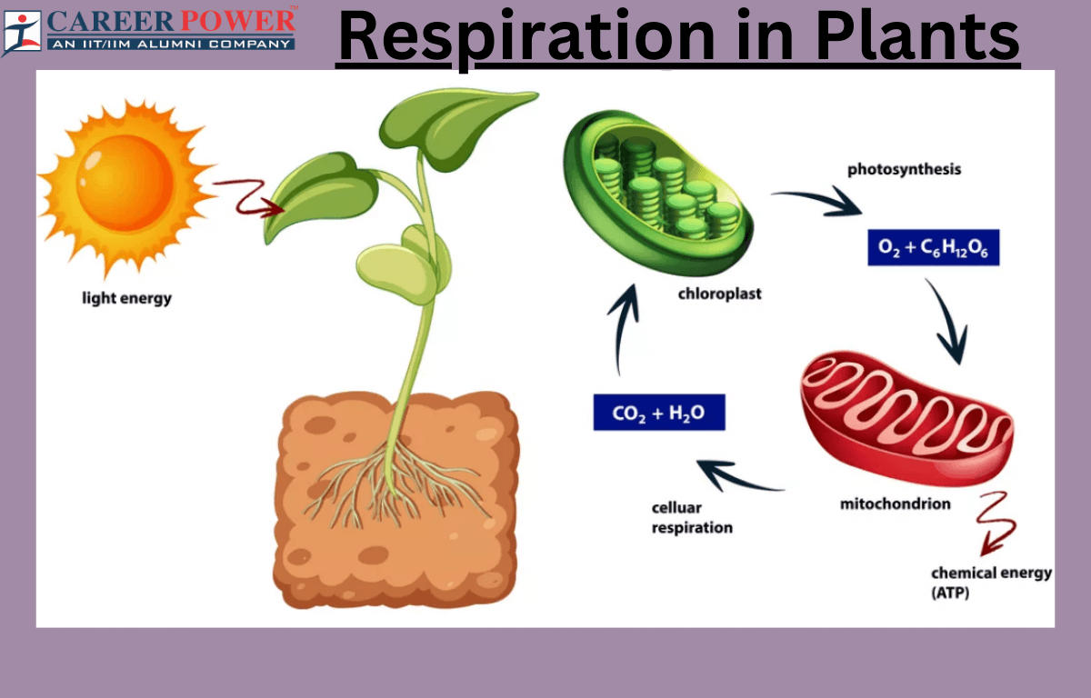 respiration in plants