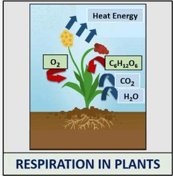 Respiration in Plants_3.1