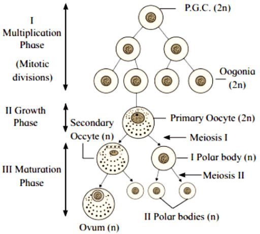 Oogenesis: Definition, Phases, Stages and Process_30.1