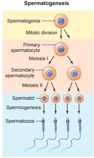 What is Spermatogenesis? 