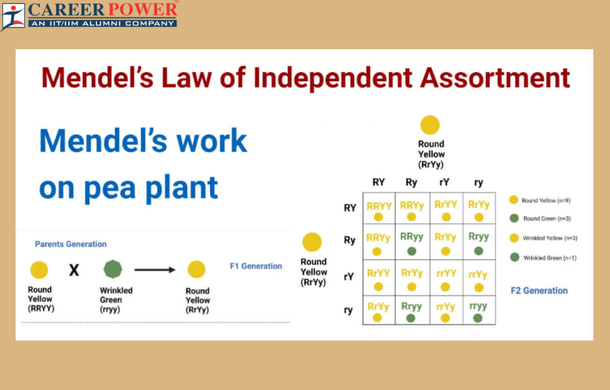 law of independent assortment