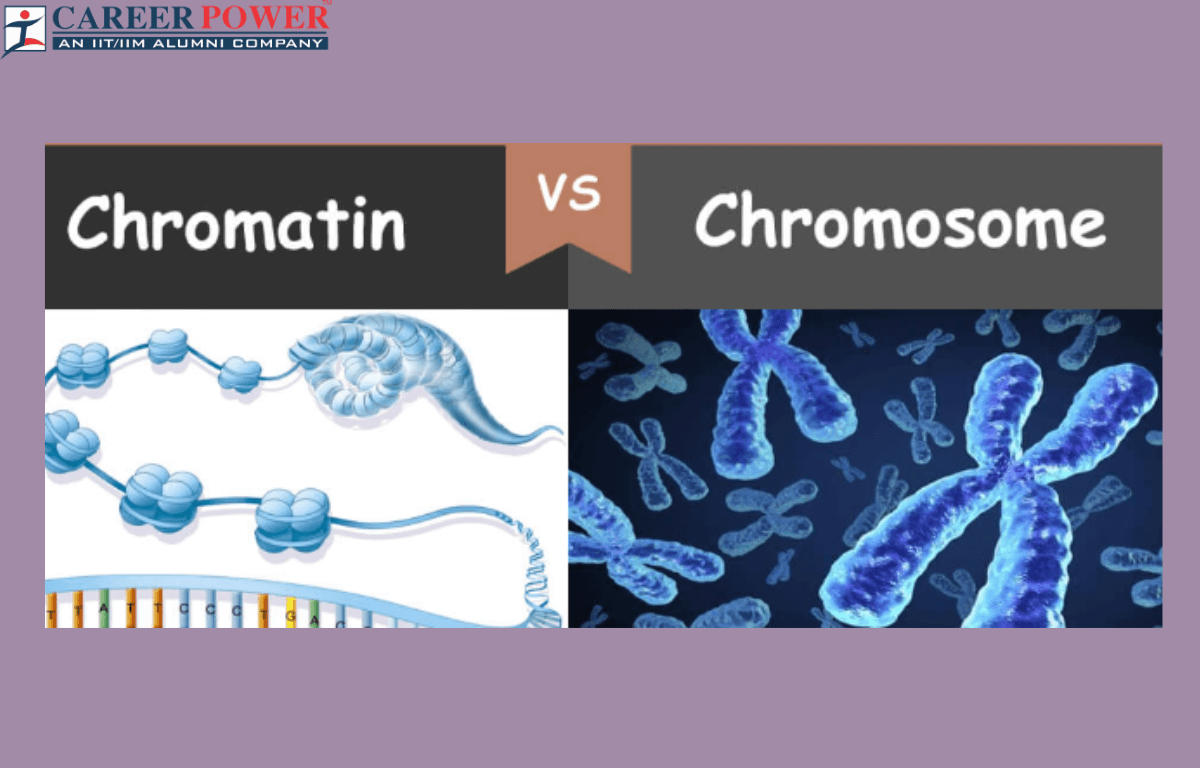 Chromatin vs Chromosome- Difference and Functions_20.1