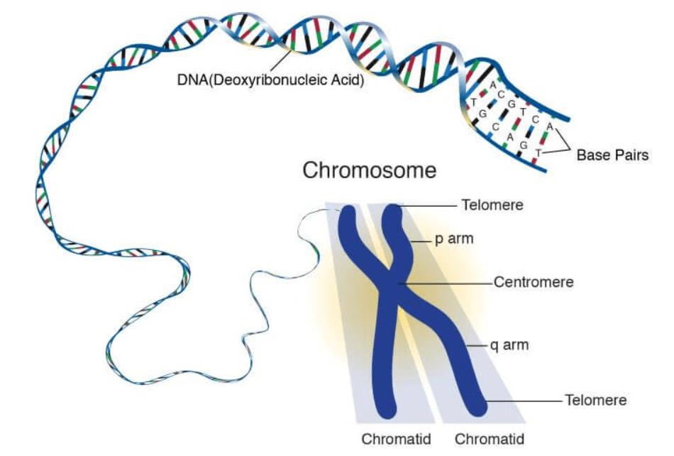 Chromatin vs Chromosome- Difference and Functions_4.1