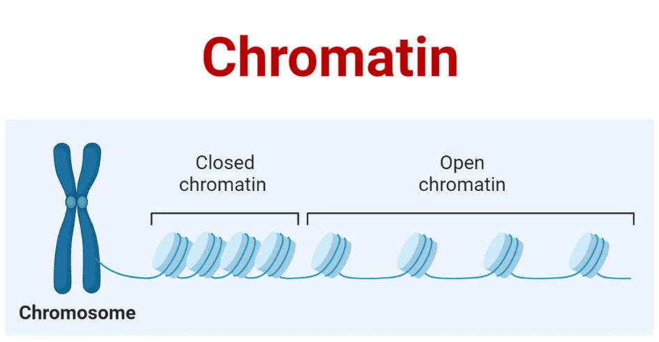 Chromatin vs Chromosome- Difference and Functions