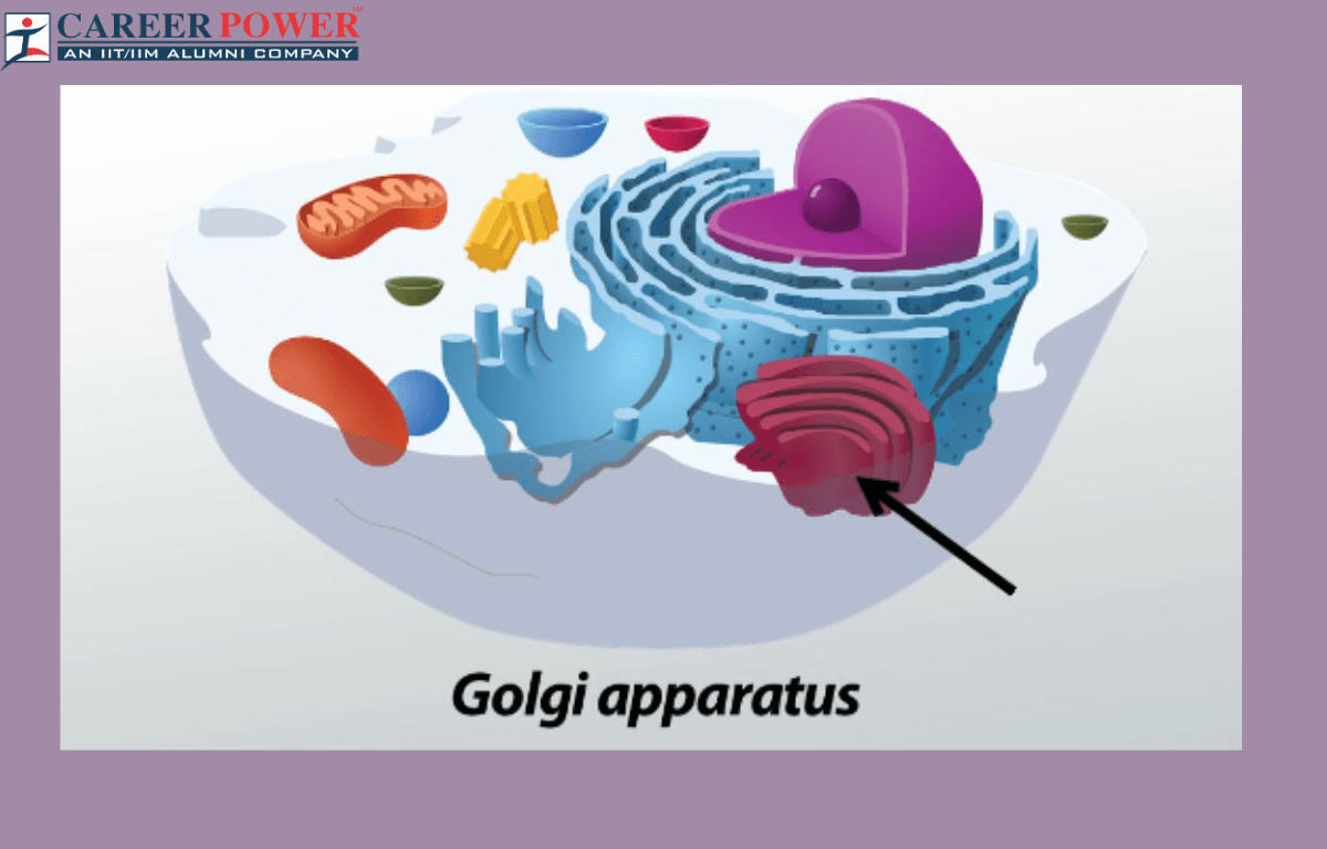 Golgi Apparatus, Cute Golgi Apparatus, Cool Golgi Apparatus, Golgi Apparatus  Pattern-