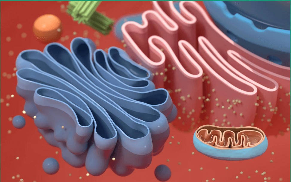 Golgi apparatus and its Functions