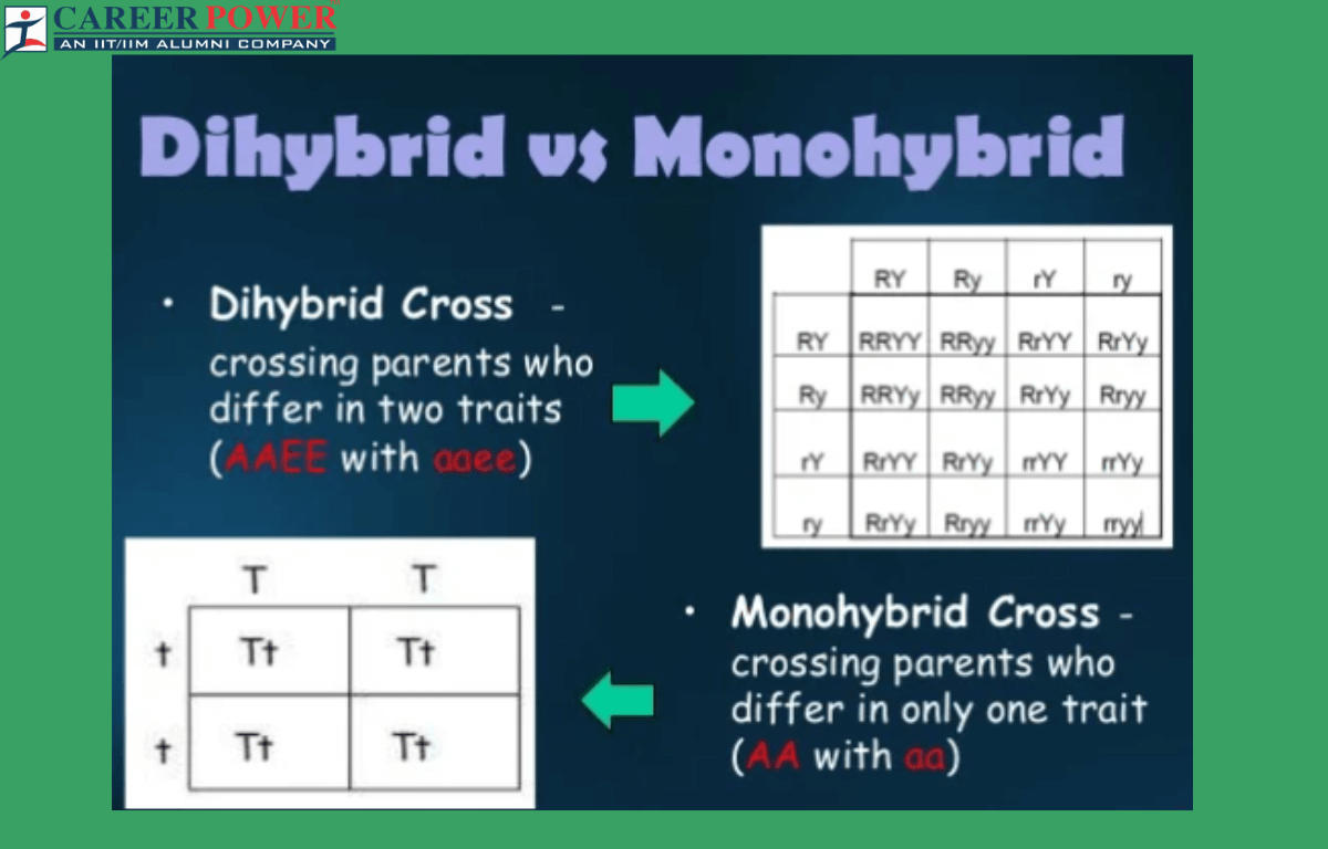 difference between dihybrid and monohybrid cross