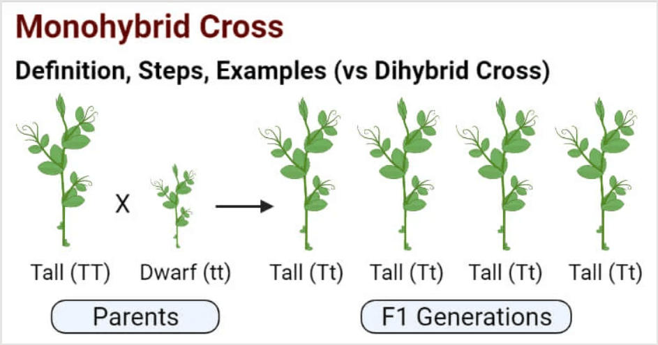 Difference Between Dihybrid Cross and Monohybrid Cross_4.1