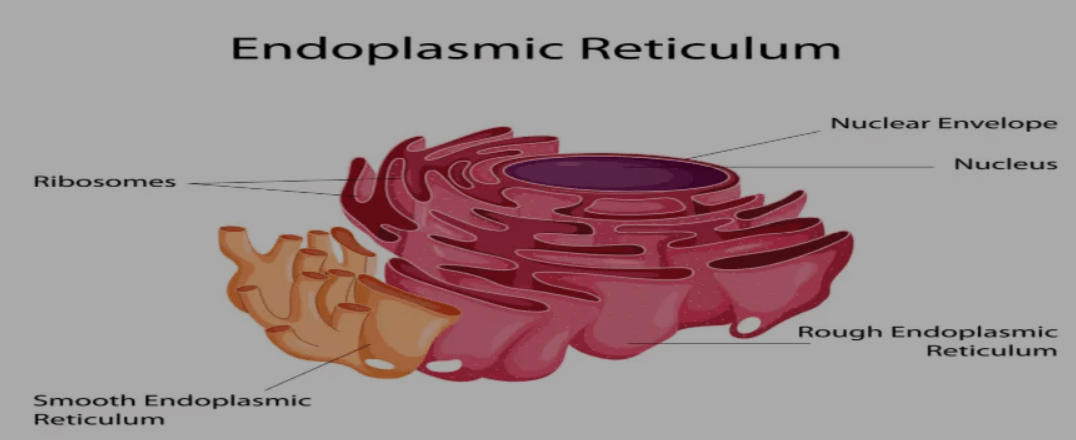 Smooth Endoplasmic Reticulum  Overview, Functions & Structure