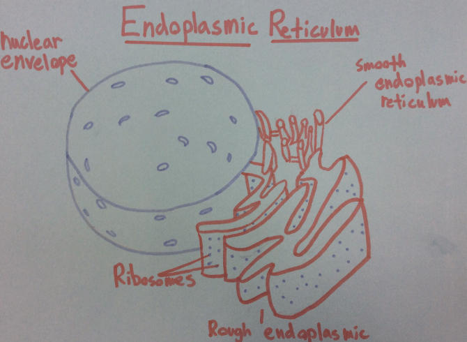 Endoplasmic Reticulum: Definition, Diagram, Types, Structure and Functions_4.1