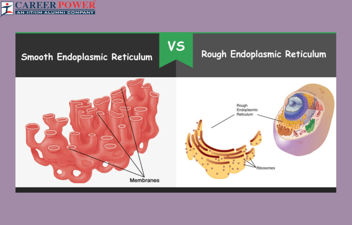 Rough Endoplasmic Reticulum and Smooth Endoplasmic Reticulum - Difference_20.1