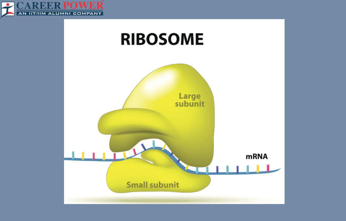Ribosomes: Definition, Structure, Types, and Functions_20.1