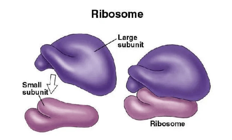 Ribosomes: Definition, Structure, Types, and Functions_30.1