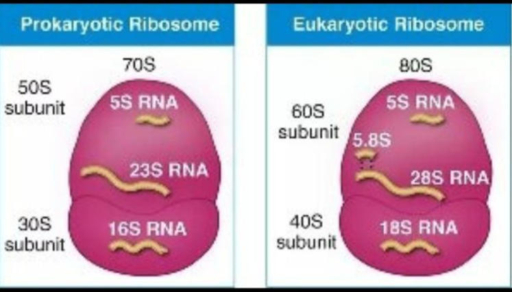 Ribosomes: Definition, Structure, Types, and Functions_40.1