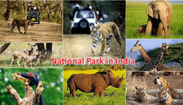 Difference Between National Park and Wildlife Sanctuary_30.1