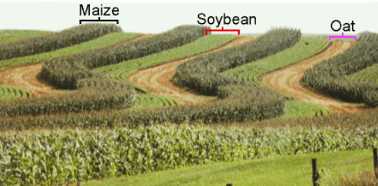 Mixed Cropping and Intercropping - Difference with Examples_40.1