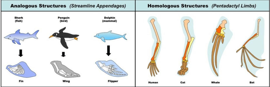 Homologous and Analogous Structures - Differences and Importance_30.1